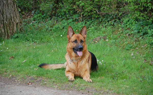 dog sitting in grass