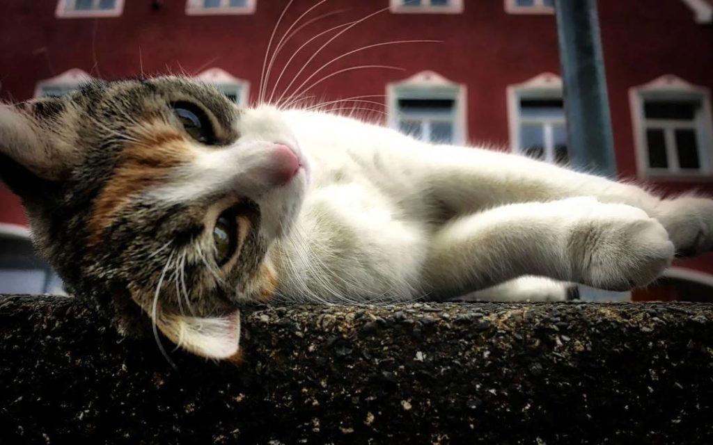 cat laying down