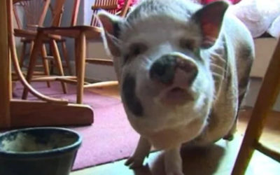 Pet Pig Prevents Home Burglary