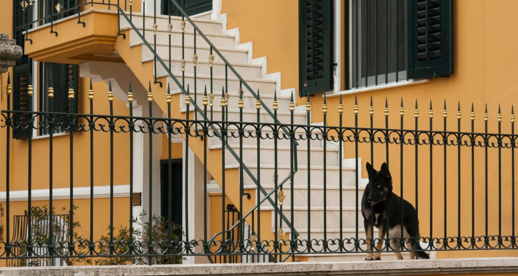 dog protecting house