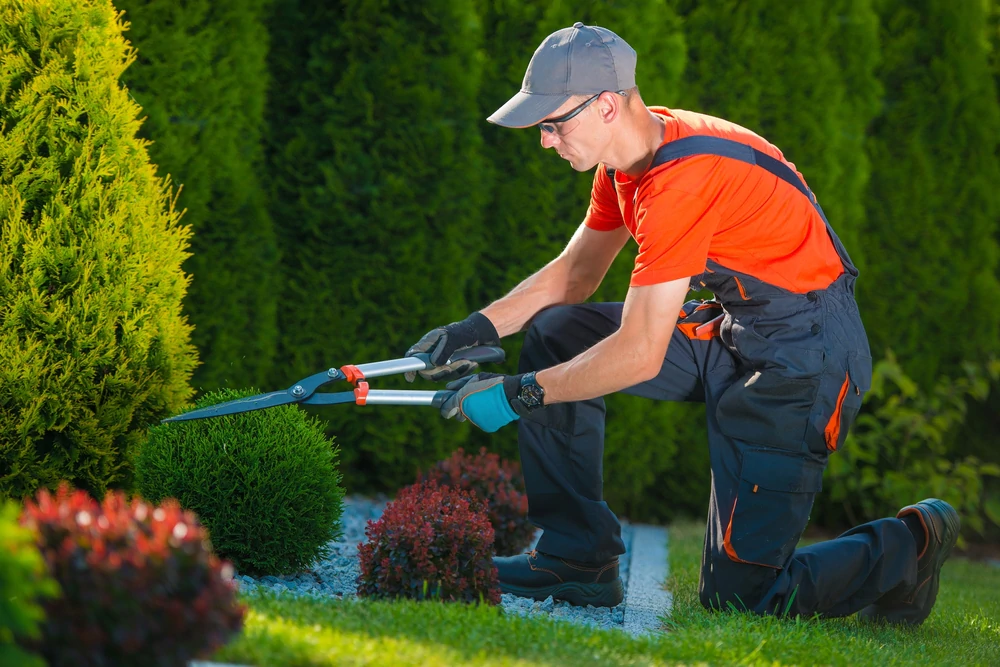 man trimming a hedge