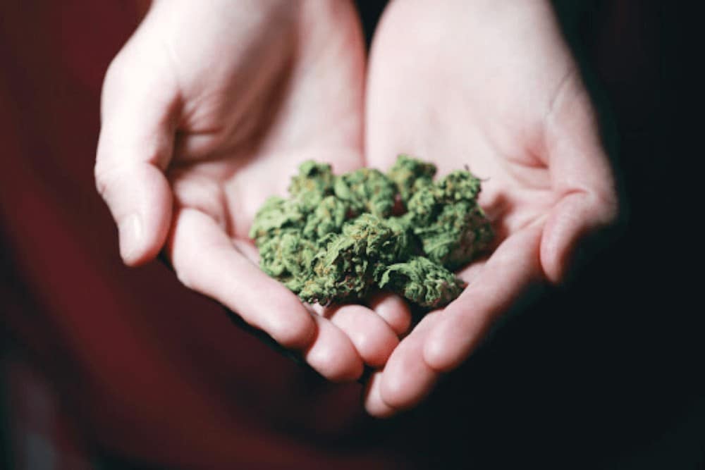 Cannabis - 1000x667