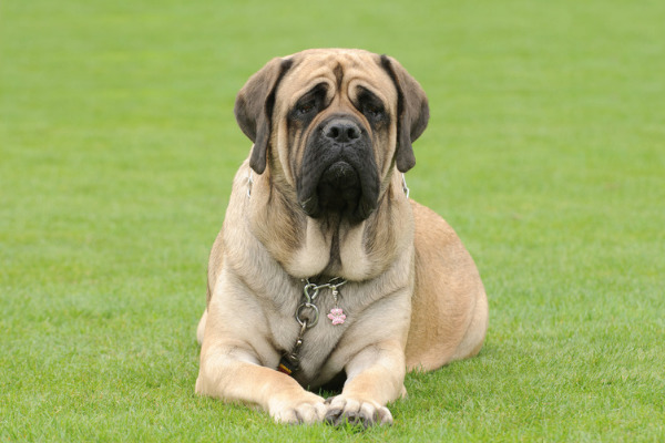 Mastiff