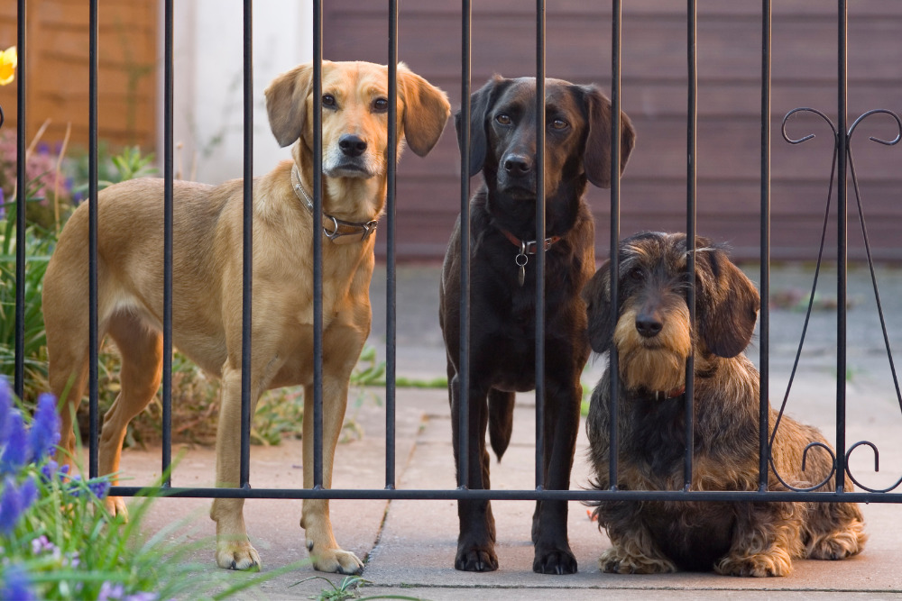 The Best Guard Dog Breeds - 1000x667 The Kia Boyz - Photo of Kia sedan