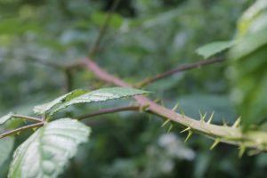 A close up of a plant with thorns and a green leaf