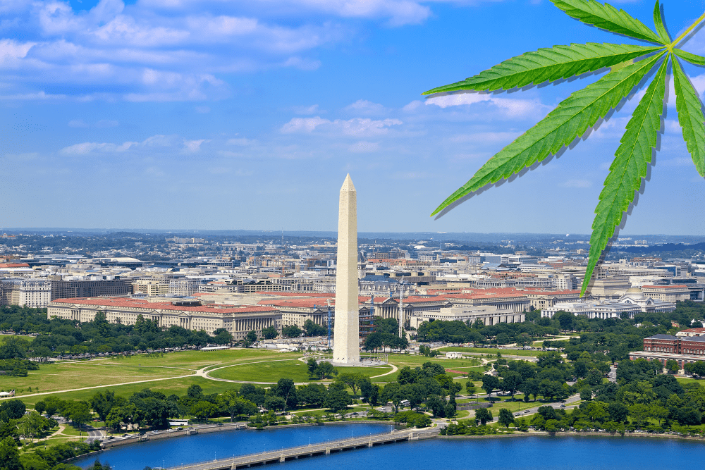 Starting a Cannabis Business in Washington DC