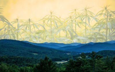 Starting a Cannabis Business in Vermont