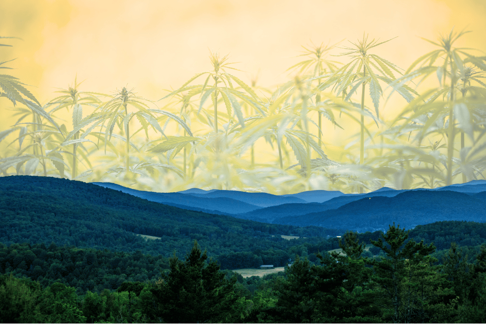 Starting a Cannabis Business in Vermont